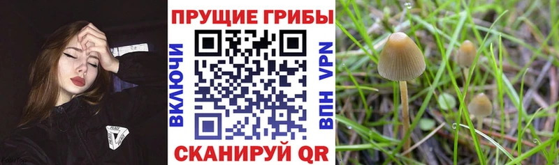 Купить  Жуков  Псилоцибиновые грибы Psilocybine cubensis 